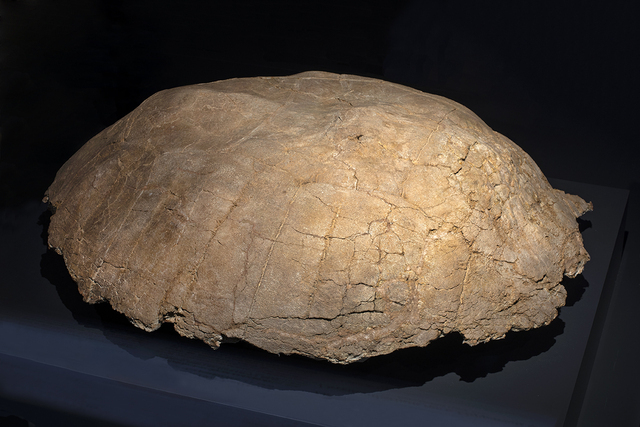 Titanochelon bolivari carapace