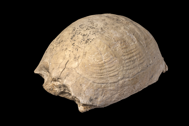 Palaeotestudo
