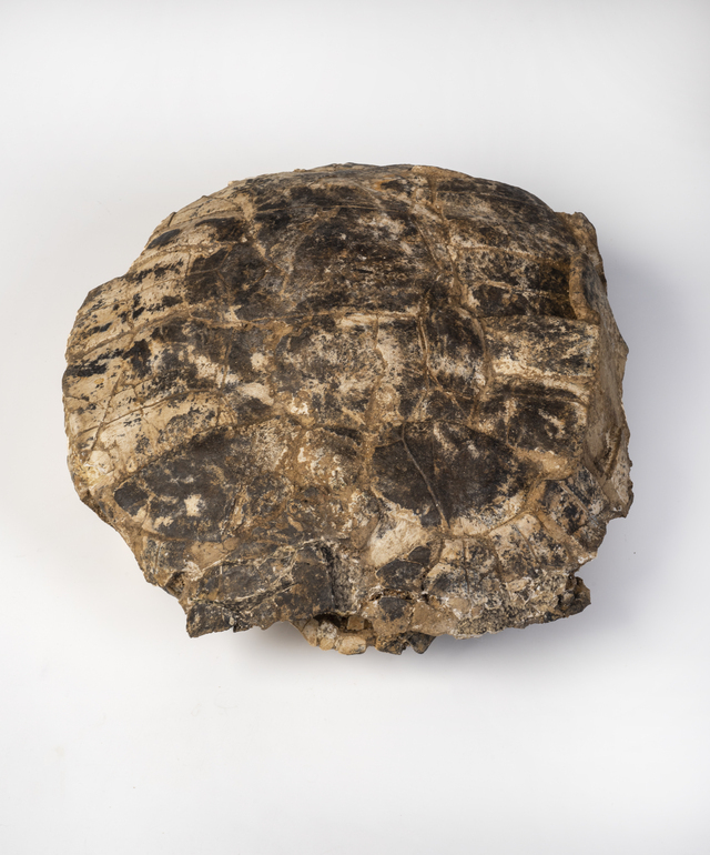 Palaeotestudo