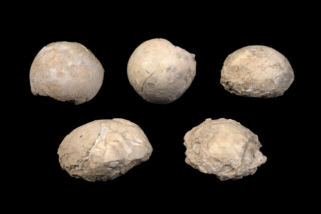 eggs