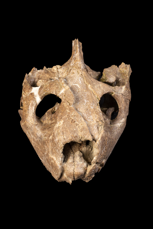 skull