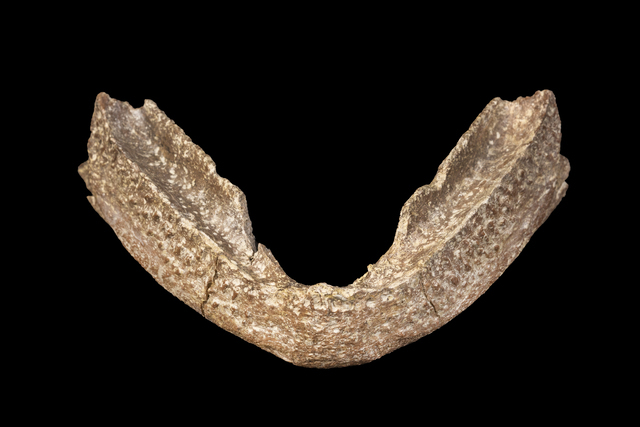 dentary