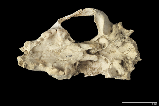 skull