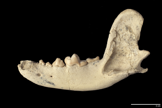 hemimandible