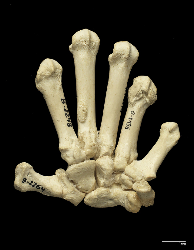 skull