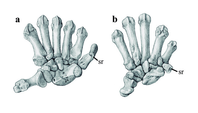 skull