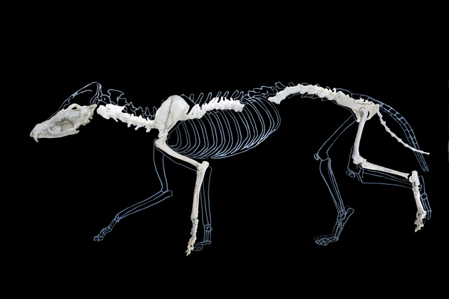 Protictitherium crassum