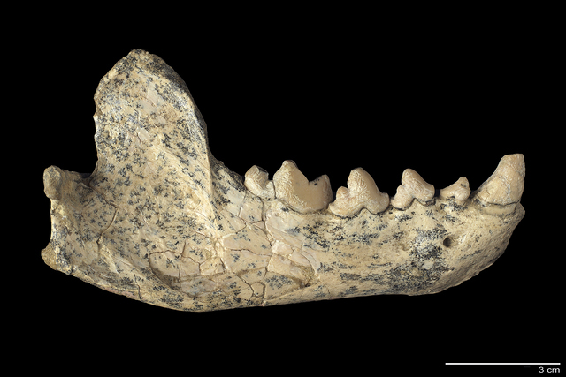 Hemimandible