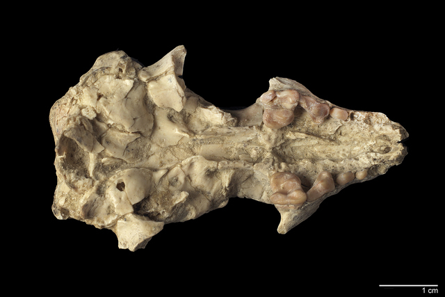 Skull