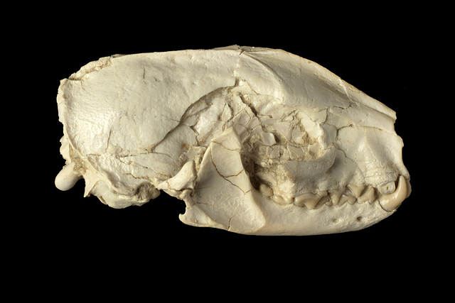 Skull and mandible