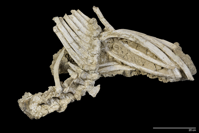 Vertebral Column