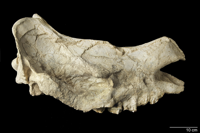 Skull