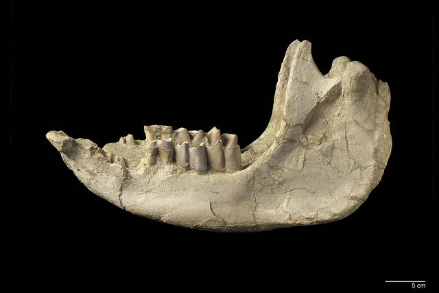 mandible