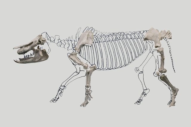 Anatomical assemblage