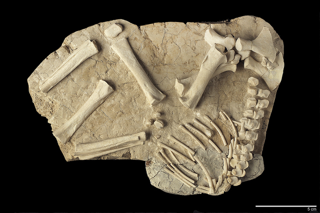 Assemblage of bones