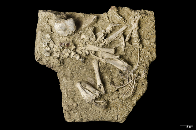 Hipparion sp.