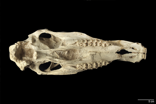 Skull