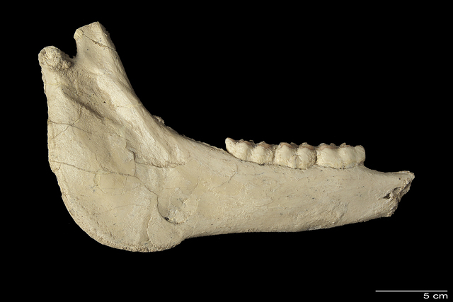 hemimandible