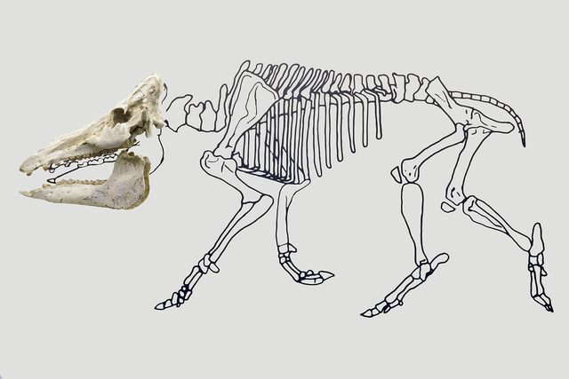 Anatomical assemblage of Hippopotamodon major