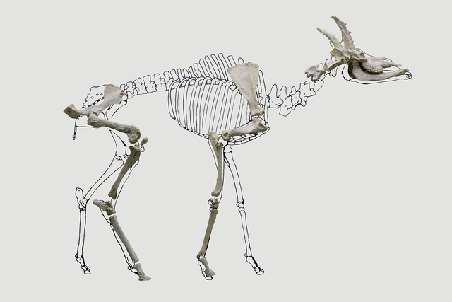 Hemimandible