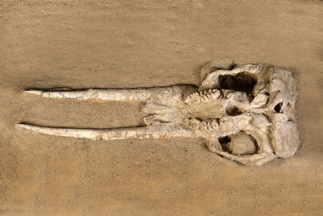 Skull