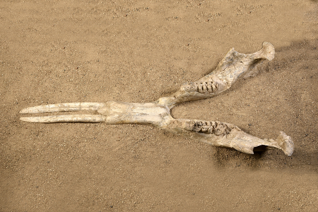 mandible
