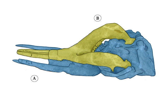 Skull