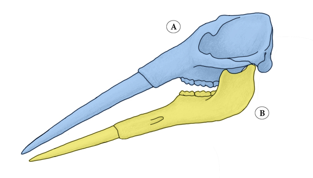mandible