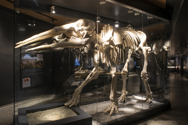 skeleton