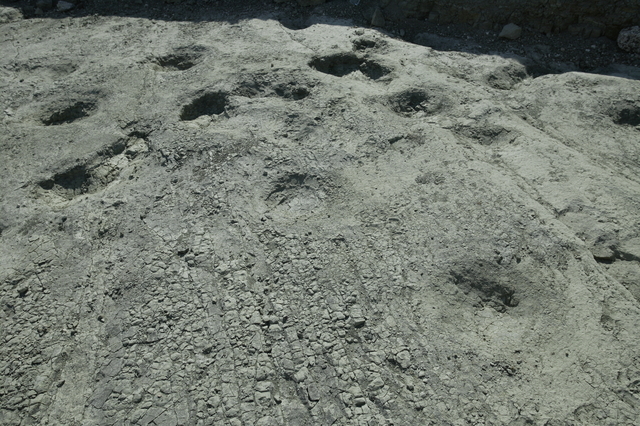 mastodon footprints